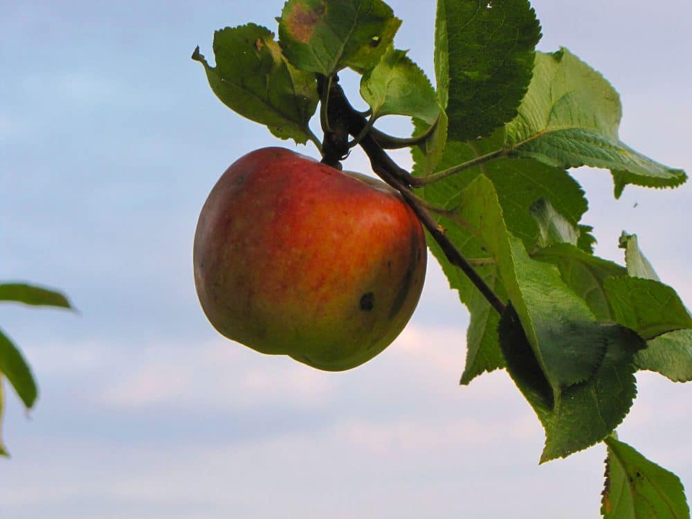 Es gibt eine neue tolle Referenz für Fachwissen zum Thema Streuobst. Eine Gemeinschaftsinitiative führender Experten hat das Streuobst-Wiki ins Leben gerufen. Seit Dezember gibt es dort fundierte Antworten.
