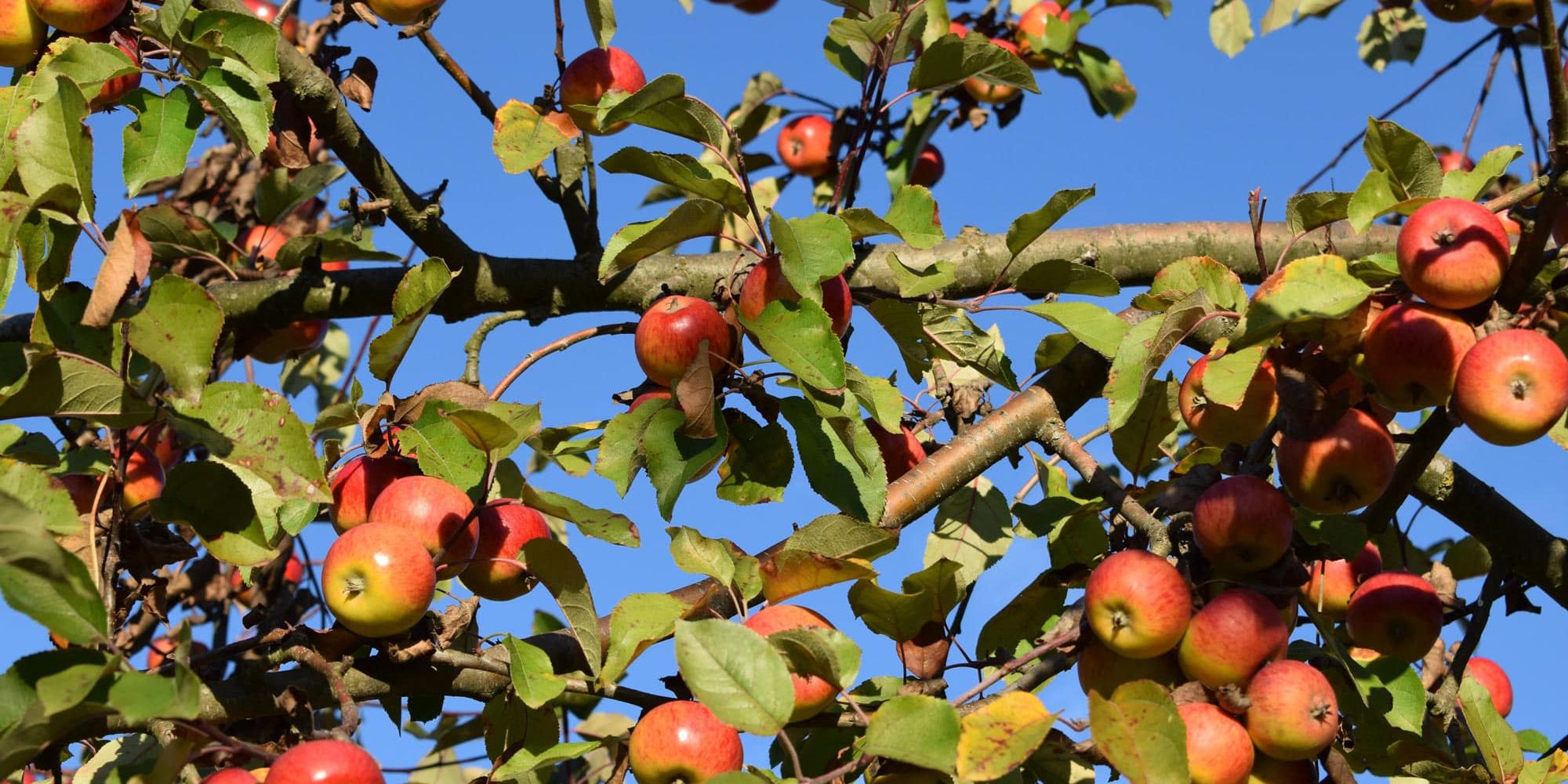 BSO-ÄpfelanBaum_pixabay_FHeiberger