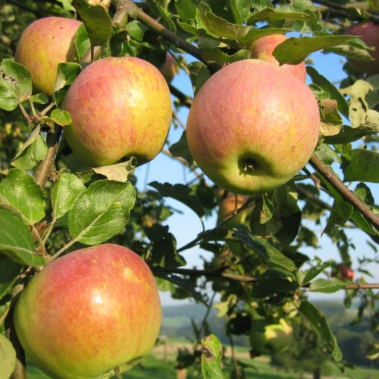 Bäumchesapfel in Bladersbach © O. Schriever