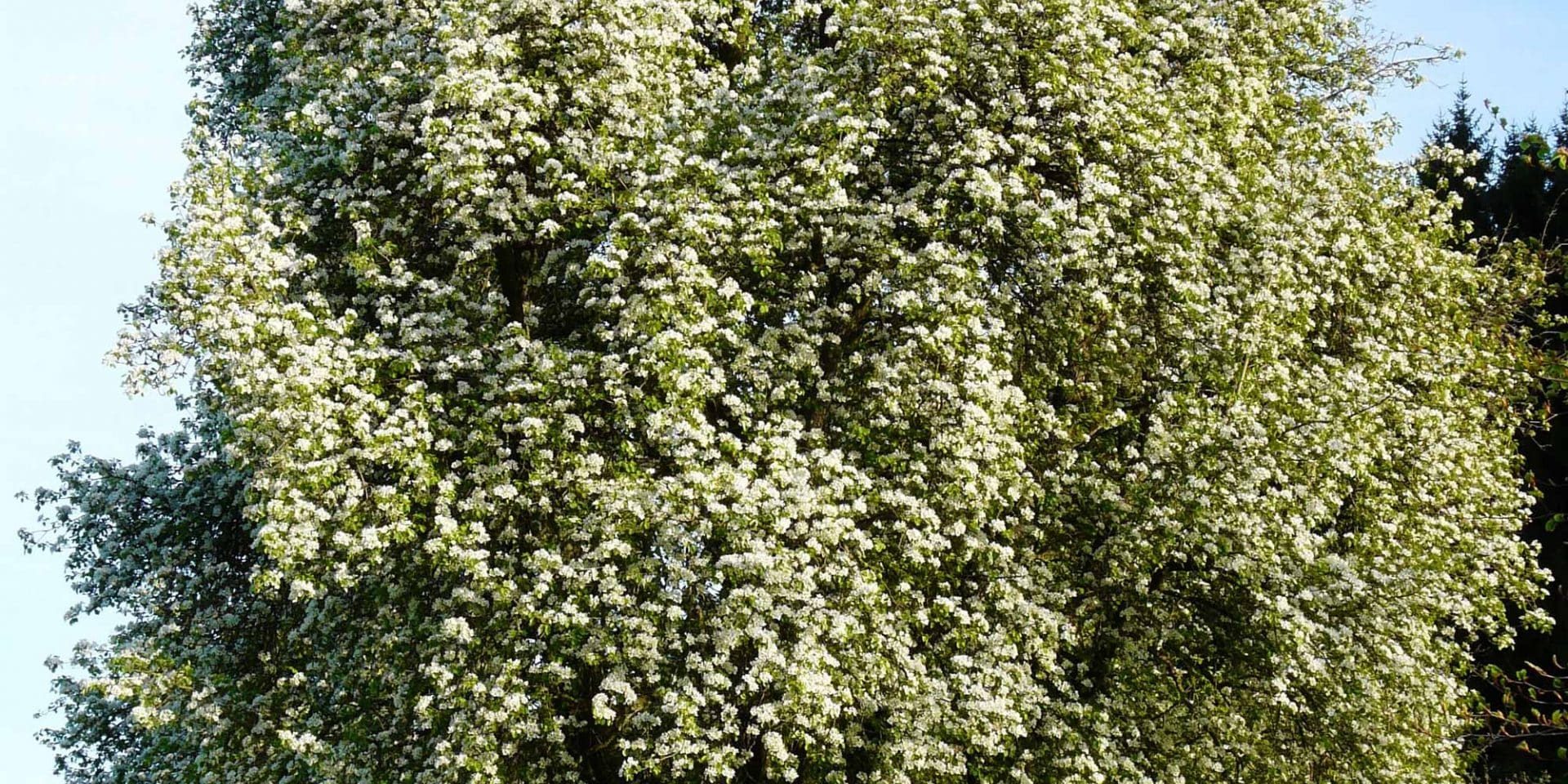 BSO-Birnbaum_pixabay_Hans