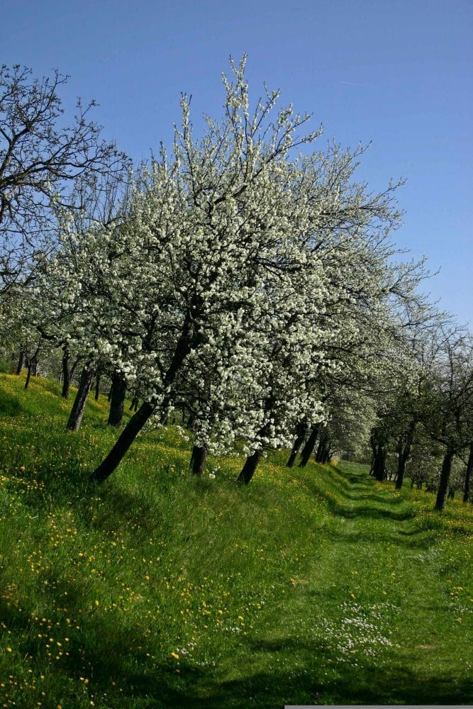 Unter Anleitung eines Obstbaumpflegers lernen Sie auf der Streuobstwiese in Flittard die Grundlagen der Obstbaumpflege.