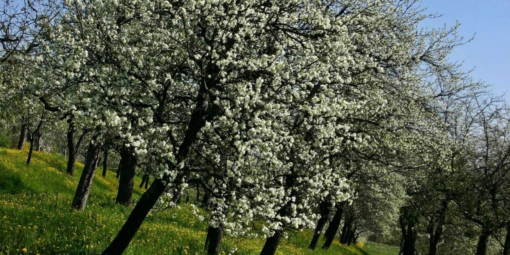 BSO-BlühendeObstwiese_pixabay_Catkin