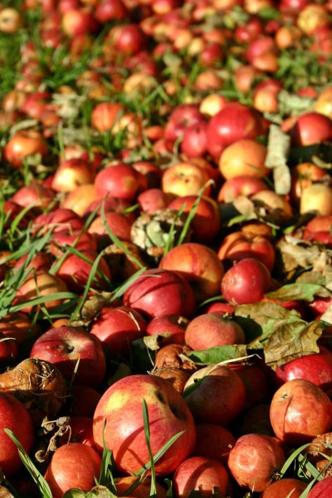 Alle Informationen und Termine für die Weiterverarbeitung von Streuobst zu Saft in der Region haben wir hier für sie zusammengestellt.