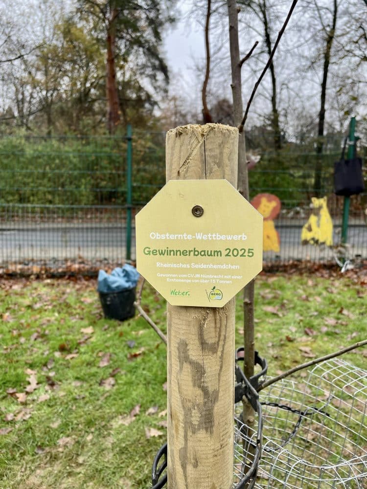 CVJM gewinnt regionalen Streuobst-Erntewettbewerb – Gewinnerbaum am evangelischen Kindergarten Arche gepflanzt
Die Fruchtsaftkelterei Weber und streuobstBERG haben den CVJM Nümbrecht zum Sieger des diesjährigen „Streuobst-Erntewettbewerbs“ gekürt.